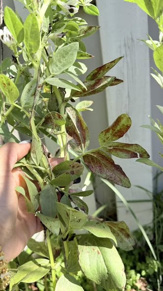يا جماعة الخير حد ممكن يقولي ده ايه و العلاج ايه في الفول ؟ هو مزهر و فيه بعض القرون طلعت